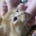 2ヶ月の長毛、茶トラ、黒猫ちゃんです。