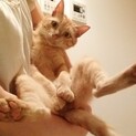 1歳過ぎの茶トラ猫 ♂ 里親募集中