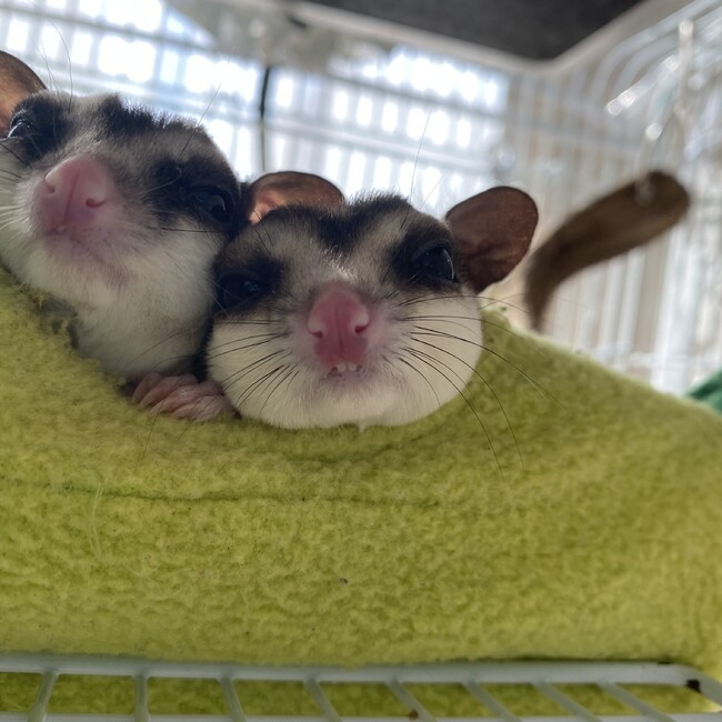 きのこぱじゃまのカバー写真