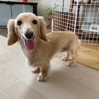 カニンヘンダックスのマヒナちゃん