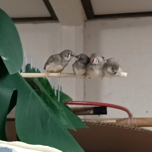 ノーアのカバー写真