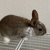 子うさぎ5羽の里親さん募集します‼︎ サムネイル2