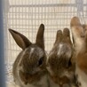 子うさぎ5羽の里親さん募集します‼︎ サムネイル4