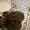 子うさぎ5羽の里親さん募集します‼︎ サムネイル5