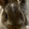 子うさぎ5羽の里親さん募集します‼︎ サムネイル6