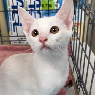 人が好きですぐに膝に乗る！白猫女子バニラ