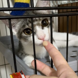 おっとりボーイの麻婆くん　3ヶ月「中華三兄弟」