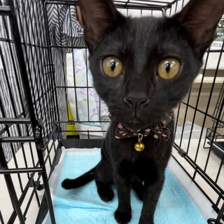 抱っこ大好き♡可愛い黒猫女の子あんこ