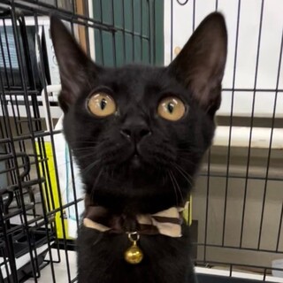 優しくて甘えん坊で抱っこも好き♡女子ごま