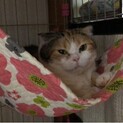 【里親決定しました】人見知りなスコティッシュ女の子