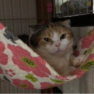 【里親決定しました】人見知りなスコティッシュ女の子