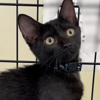 募集一時停止　❤️おとなしめ女子くろ