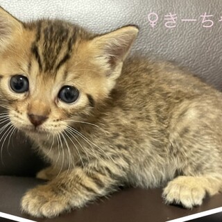 【兄弟譲渡】キジトラ♀きーちゃん