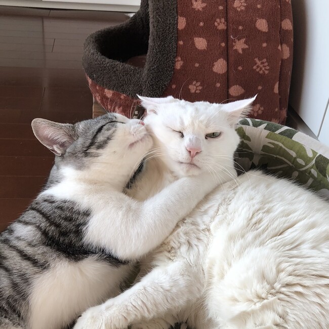 とろみるのカバー写真