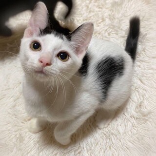 かぶりもの白黒女の子