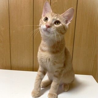 明るい茶トラ・甘えん坊の男の子