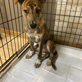 とっても優しい虎ちゃん✴︎家族募集中