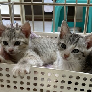 仲良し姉妹グレーサバ白のルリちゃんルナちゃん