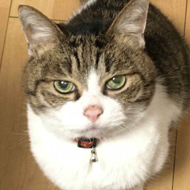 あやち12のカバー写真