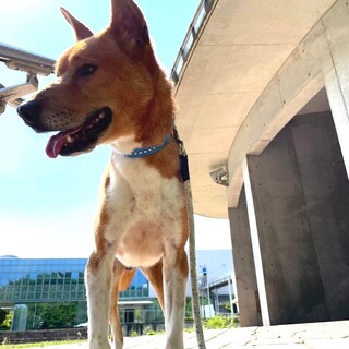 人が好きなコヤ君3歳くらい　去勢手術すみ