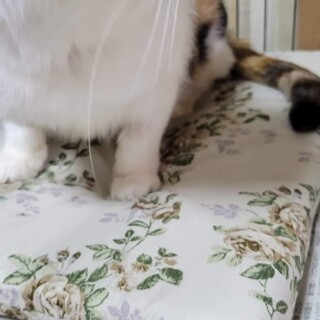 人間大好き！スリスリゴロゴロ❤️　スコミケちゃん