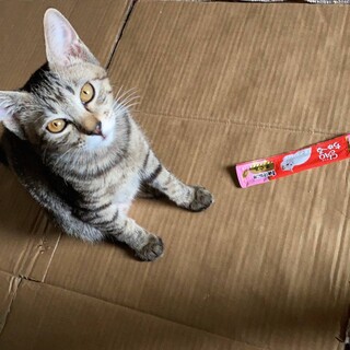 段ボールに七匹