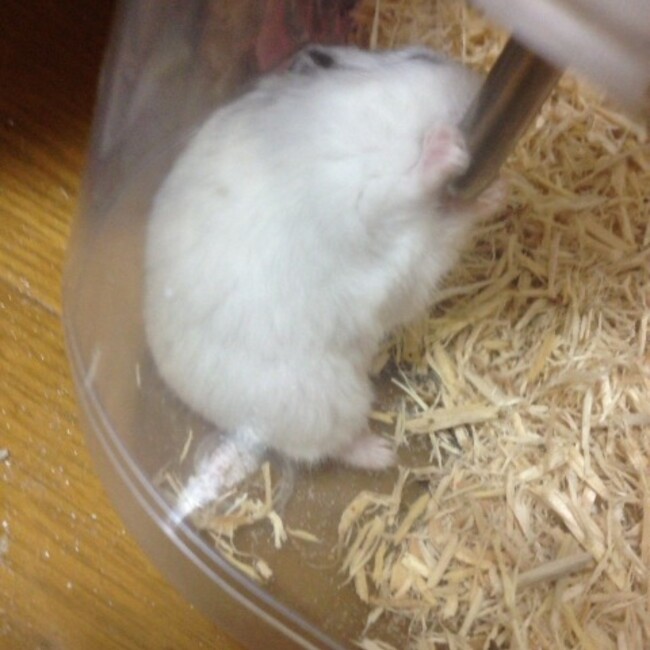 ゆたぽん、のカバー写真