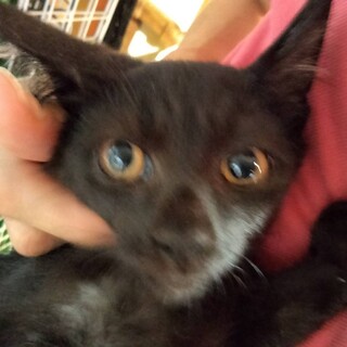 抱っこできます。金目黒猫子猫たーみちゃん2か月半