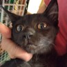 抱っこできます。金目黒猫子猫たーみちゃん2か月半 サムネイル2