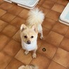柴犬じゃないよポメラニアン♪ サムネイル2