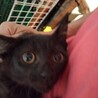 抱っこできます。金目黒猫子猫たーみちゃん2か月半 サムネイル4