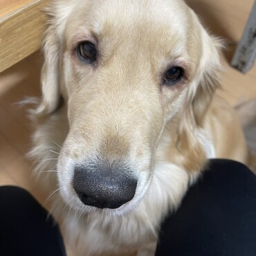 美犬