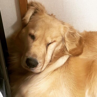 ブサイク犬