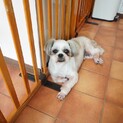 キョトン顔のふうちゃん♪