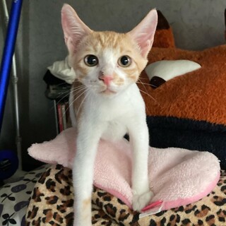 伊予助君、緊急里親募集中！！