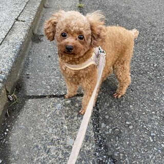 ドワーフ体型ジャスミン♪