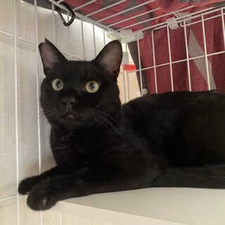 保護した方の家族になりました。