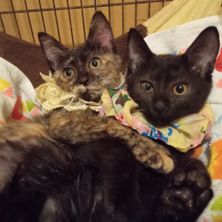 廃屋から保護した姉妹、カギしっぽ！