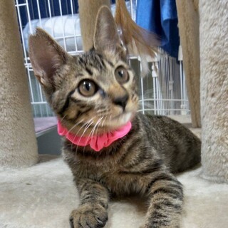 　馴れなれの　可愛い！きらちゃん