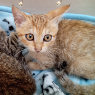 目力強め！人馴れバツグン！去勢手術済