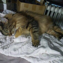 「秋～落陽」サムネイル3