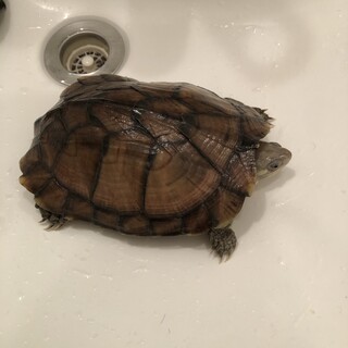 ヤエヤマミナミイシガメ里親募集してます！