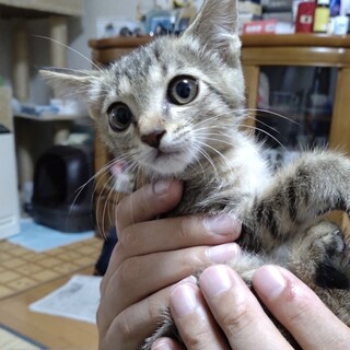つぶらな瞳の可愛いキジトラ1ヶ月