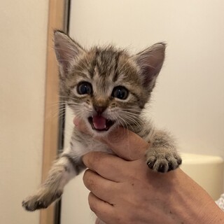 仔猫の里親さんになってください！