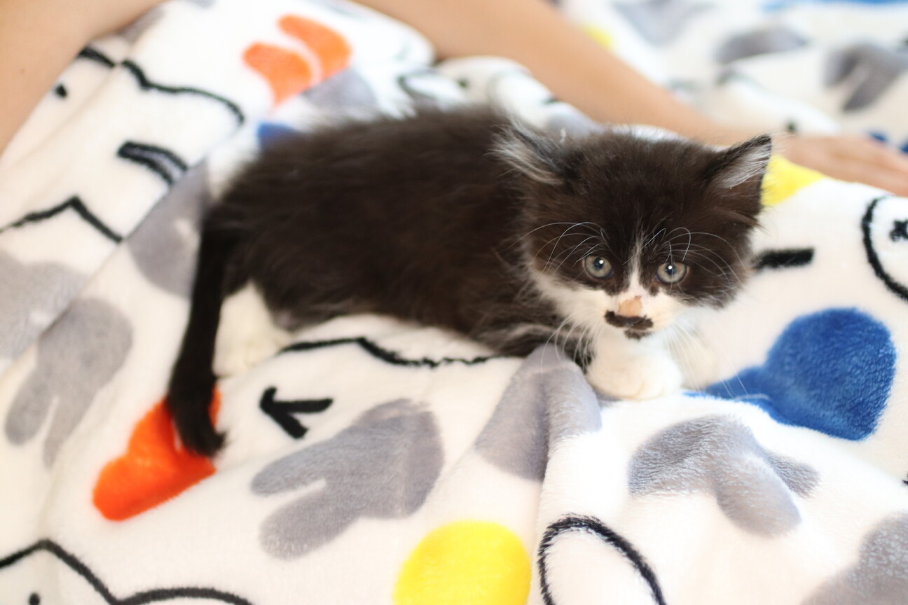 野良子猫 千葉県 猫の里親募集 ペットのおうち 月間利用者150万人