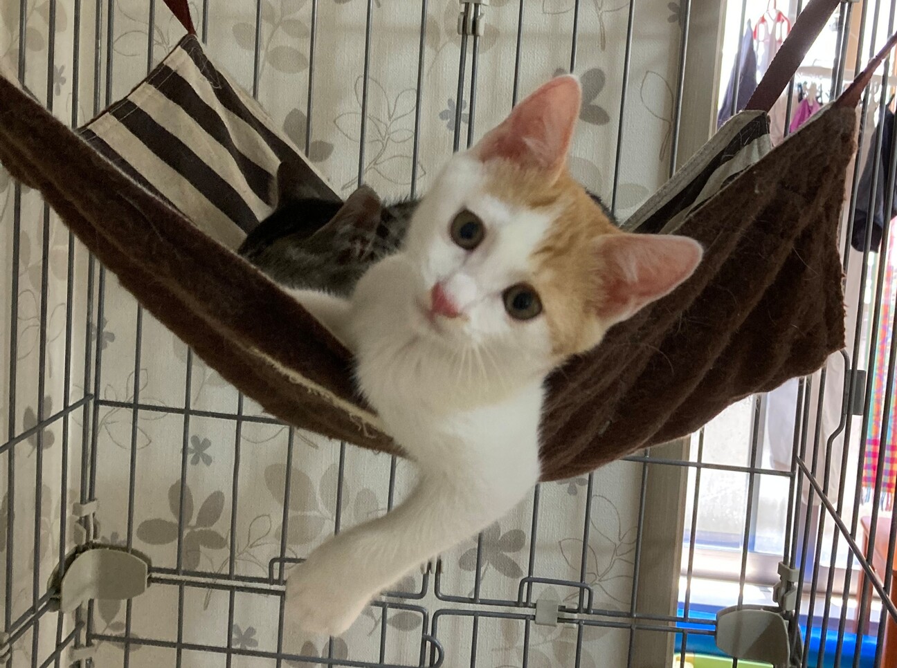 やんちゃな茶白の子猫ちゃん 東京都 猫の里親募集 4274 ペットのおうち 月間利用者150万人