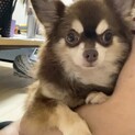 チワワの茶々丸君❤︎
