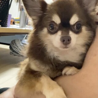 チワワの茶々丸君❤︎