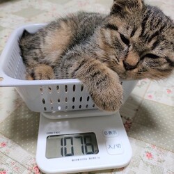 千葉市「 幕張 ねこの譲渡会」動物病院で開催です