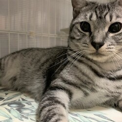 千葉市「 幕張 ねこの譲渡会」動物病院で開催です